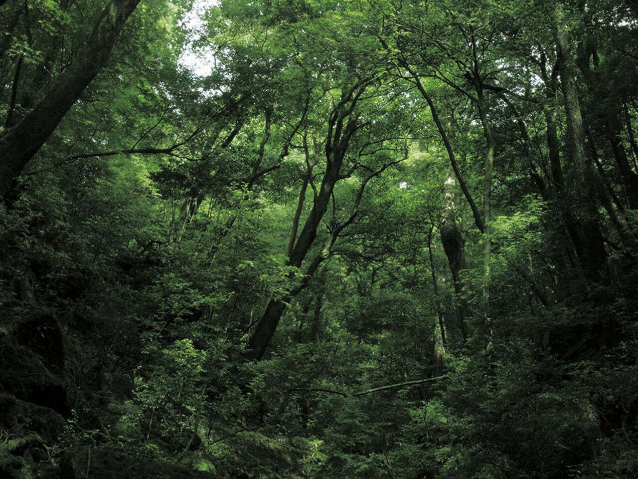 セイコー プレザージュ グリーンエナメルダイヤル リミテッドコレクション SARX063は日本の原風景といえる森をイメージ